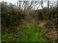 SX4485 : Overgrown Lane Middle Raddon by Neville Goodman