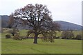 Oak tree in a field