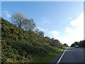 SX0362 : Scrub beside the A391 south of Innis Downs by David Smith