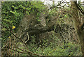 SX9065 : Natural arch, Stantaway Hill by Derek Harper