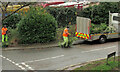 SX9065 : Bush pruning, Parkfield Road, Torquay by Derek Harper