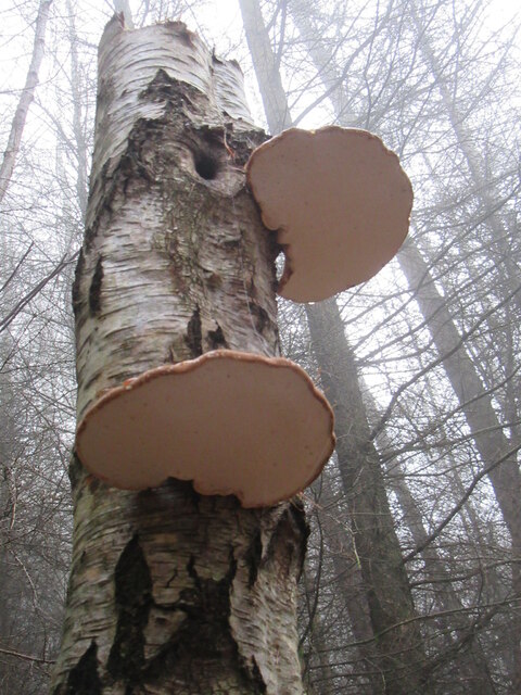 Fungi on dead tree