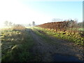 Farm track off Gale Hill (A1079)