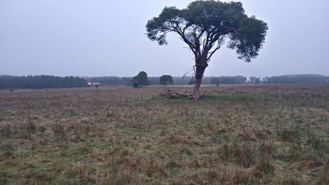 Tree-Dotted Rough Grassland near Firpark Wood