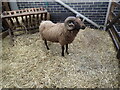 Ram at Stepney City Farm