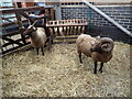 Rams at Stepney City Farm