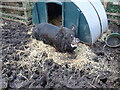 The main pig at Stepney City Farm