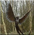 SY7891 : Sculpture by the lakes - Angel in the woods by Rob Farrow