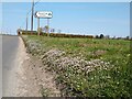 Road verge with Danish Scurvy-grass