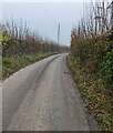 Hedge-lined road towards Wonastow