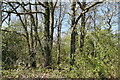 TQ3345 : Woodland by bridleway by N Chadwick
