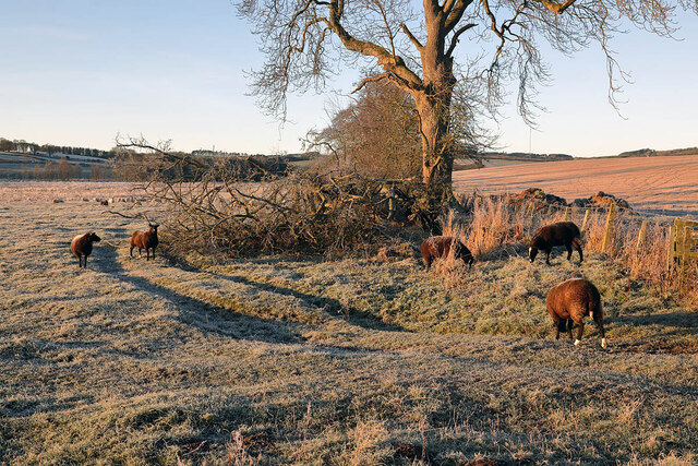 Winter farmland near Bowden