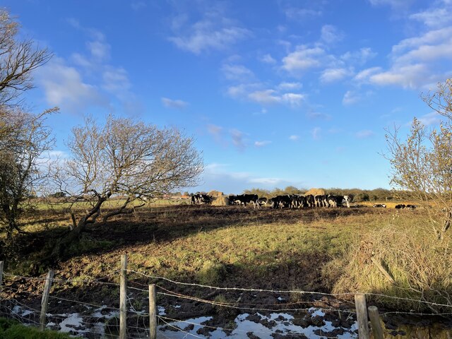 Cattle grazing on Aldeburgh Marshes