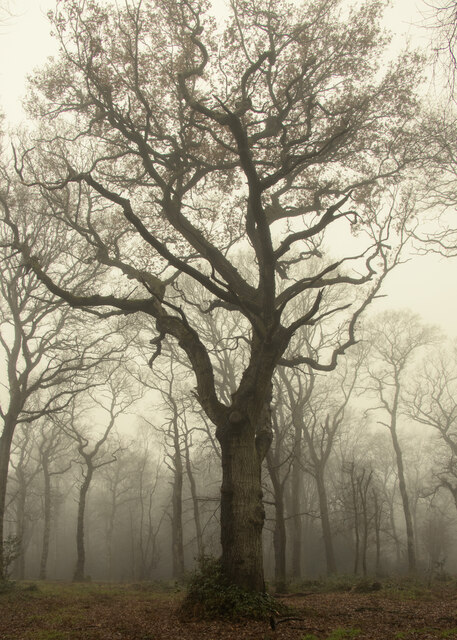 A misty day in Hainault Forest