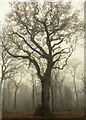 TQ4794 : A misty day in Hainault Forest by Roger Jones