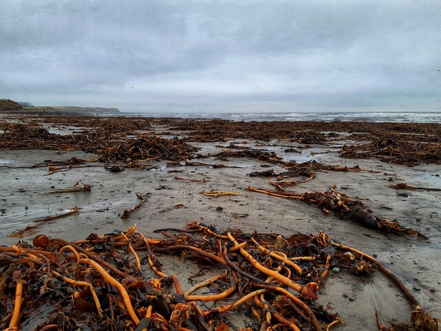 Storm debris, Druridge Bay