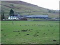 NS5779 : Greylag geese by Richard Sutcliffe