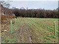 Newly planted trees connecting Dyson Woods & Lower Fell Greave Woods