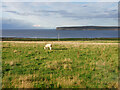 Grazing Cattle near Dunnet Bay