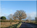 Wide verge by A49 east of Grinshill