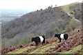 SO7642 : Belted Galloway Cattle by Philip Halling