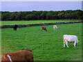 Cattle Grazing, Thurso East