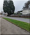 Evergreen trees in winter, Llanfrechfa Way, Cwmbran