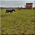 Former Lanark Racecourse