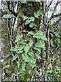 Ferns growing in Lichen