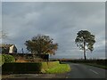 Lone tree by the road in Bickleywood