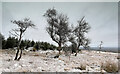 NZ0207 : Birches enjoying a whitish Christmas by Andy Waddington