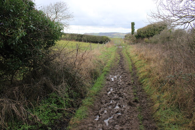 Muddy Bridle Path on North Hill Burton Bradstock