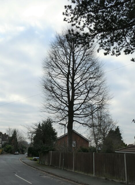 Winter tree in West Hill Road