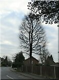 SU9957 : Winter tree in West Hill Road by Basher Eyre