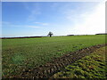 Autumn sown crop near Aswarby