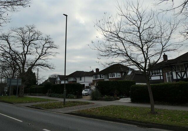 Winter trees in Wych Hill Lane