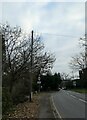 Telegraph pole in Wych Hill Lane