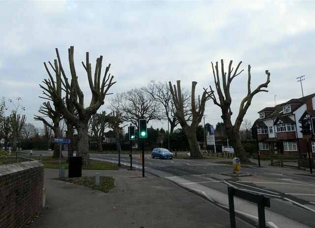 Severely pruned trees in Kingfield Road