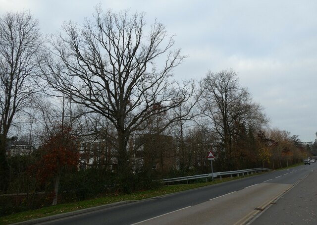 Winter trees in Woking Park Road