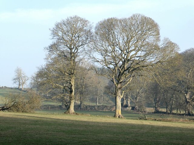 Wintry trees on the Swinburne Castle estate
