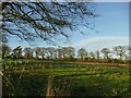 Tree planting adjacent to the Whitegate Way