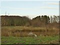 Small pond by the Oakmere Way