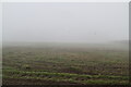 Misty pastureland on North Downs