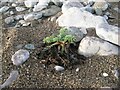 Sandwort tuft