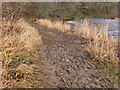 NT2340 : Muddy path by the Tweed, Neidpath by Jim Barton