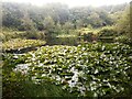 Lily Pond at Mena Farm Campsite