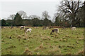 Deer in Charlecote Park