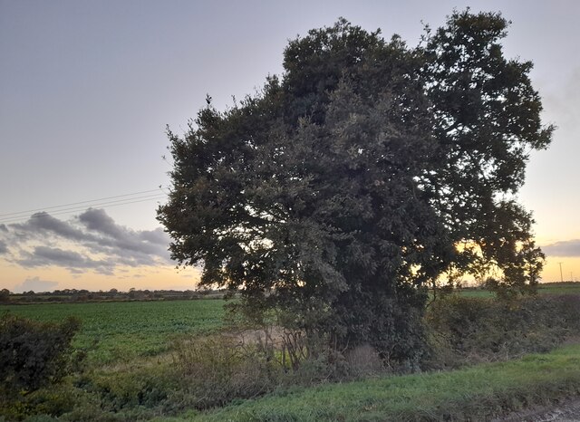 Tree on Pleshey Road, Great Waltham