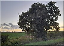 TL6814 : Tree on Pleshey Road, Great Waltham by David Howard
