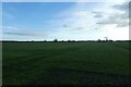 Fields near Stillingfleet